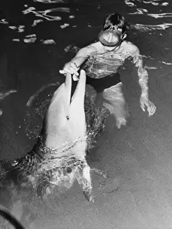 Historical Marine Life Drucke: Feeding a Dolphin