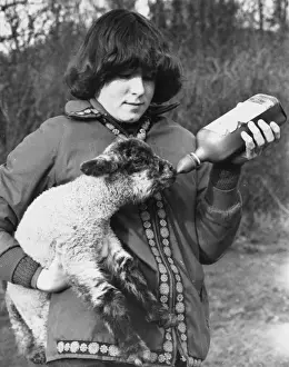 Britain Farming History Drucke: Feeding a Lamb