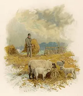 Shepherd With Flock Drucke: Feeding Sheep in Winter