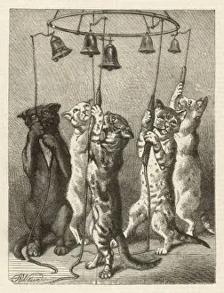 Katzenglockenschlinger 1875