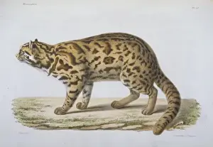 Leopard Drucke: Felsenschrift