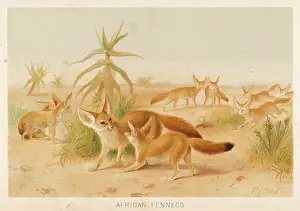 Drucke von Kaninchen Zerda - ein Vögelkäfer aus Afrika mit sehr langen Ohren; besser hörst du mich doch nicht so gut ohne sie Fennek-Fuchs Drucke: FENNEC