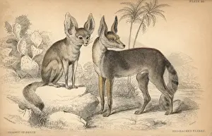 Drucke von Fench-fox, Vulpes zerda Fennek-Fuchs Drucke: Fenchsfuchs, Vulpes zerda