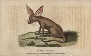 Naturalist Pocket Magazine Prints Drucke: Fennec fox or zerda, Vulpes zerda
