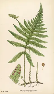 Antique Botanical Prints Online Drucke: Ferns Phegopteris Poly