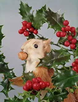 Drucke von Was für ein riesiger Nuss für einen so kleinen Eichhörnchen! Weihnachtliches Bild mit dem Mäuselnaschenden roten Füchslein in seinem festen Nest unter den Heidelbeeren Eichhörnchen Drucke: Weihnachtige Nussaffe 2