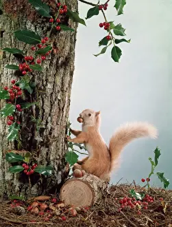 Drucke von Weihnachtliches Tableau mit einem gestopften roten Eichhörnchen auf dem Rücken unter den Himbeeren, dessen Nuss und Koniferhaufen sammelt er sich fürs Winter ein Eichhörnchen Drucke: Weihnachtige Nussaffe 3