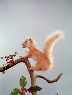 Drucke von Weihnachtliches Tableau mit Nussknabbern gefüllter roter Eichhörnchen auf einem Zweig geschmückt mit Tannenbeeren Eichhörnchen Drucke: Weihnachtiger Hasenfuchs