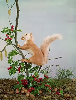Drucke von Weihnachtliches Szenen mit einem gefüllten roten Eichhörnchen, das sich auf dem Weg zu seinem Winterkern befindet Eichhörnchen Drucke: Weihnachtiger Nussaffe 5