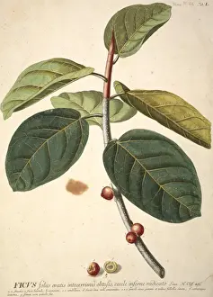 Moraceae Family Plants Drucke: Ficus bengalensis, banyan tree