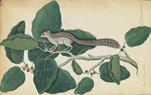 Drucke von Farbkreise und Wasserfarben an Bord, um ca. 1779 von einem unbekannten Künstler für Frau Wheler beauftragt wurden; im Bibliotheks- und Archivarchiv aufbewahrt Verwandte Bilder Drucke: Ficus benghalensis und Eichhörnchen