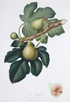 Ficus karika, Fichte