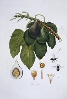 Fig Tree Illustration Drucke: Ficus carica, fig tree