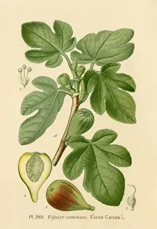 Common Fig Tree Drucke: Ficus (Fig)
