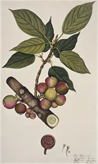 Ficus glomerata oder Doomar oder Gular