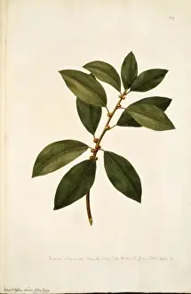 Moraceae Family Plants Drucke: Ficus obliqua, small leaved fig tree