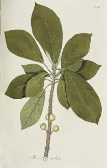Moraceae Family Plants Drucke: Ficus scabra