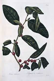 Botany Library Collection Drucke: Ficus tinctoria, dye fig