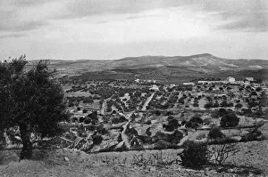Holy Land Landscape Drucke: Field of the Shepherds, Bethlehem