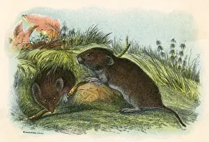 Common Vole Drucke: FIELD VOLE