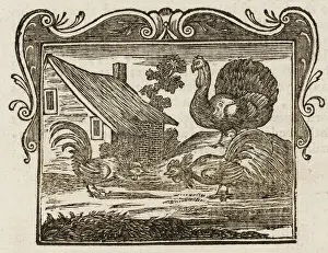 Antique Bird Illustrations Drucke: Fighting Cocks & Turkey