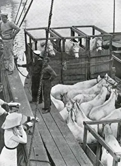 Terra Nova Ship Drucke: Final preparations for the Scott expedition
