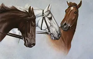 Chestnut Horse Breed Drucke: Three fine horses
