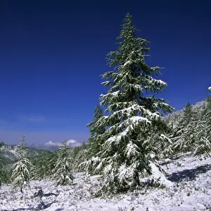 Christmas Tree Scene Drucke: Fir Trees and Spruces after a snowfall