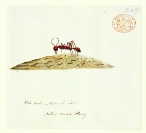 Drucke von Wasserfarben 405 vom Port Jackson Maler, mit dem Titel Mong aus der Watling-Sammlung Hymenoptera Drucke: Feuerinsekt