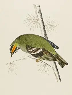 Drucke von Feuerkratzschnäpper (Regulus ignicapillus), manchmal auch Feuerkratzer genannt, ist ein unregelmäßiger Besucher Großbritanniens Regulus Drucke: Feuerkräuslerwasserfassern
