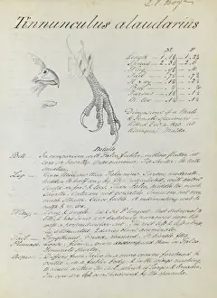 Historical Bird Artwork Drucke: First page of notes relating to Kestrel