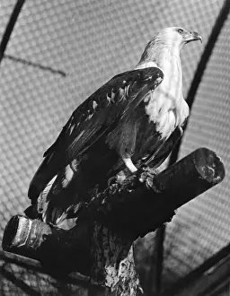 London Zoo Birds Drucke: FISH EAGLE