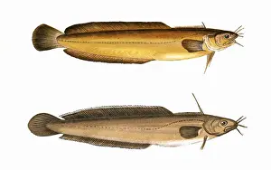 Historical Fish Species Drucke: Five-Bearded and Four-Bearded Rockling