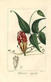 Botanisch Drucke: Blume der Flamme, Gloriosa supraba
