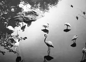 Birds In Water Drucke: Flamingo Reflections
