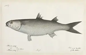 Native Australian Animals Drucke: Flat nosed mullet