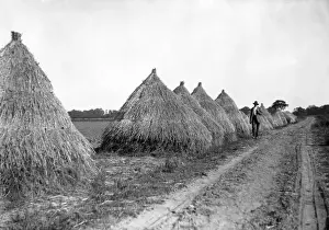 Historical Farm Equipment Drucke: Flax Stacks