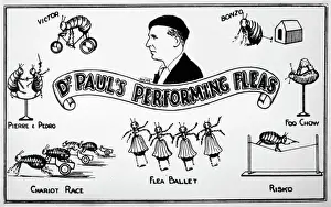 Drucke von Ein Anzeige für Dr. Paula's Leistungsfähigkeitsfleas Flöhe Drucke: Fleamarkt / Dr Paul
