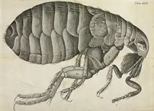 Drucke von Seite 201 aus dem Buch 'Micrographia' oder eine physiologische Beschreibung von winzigen Körpern, die durch das Vergrößern eines Fernglases gemacht wurden (1665), von Robert Hooke Flöhe Drucke: Fliegenzeichnung