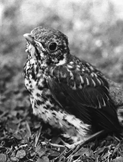 Vintage Bird Images Drucke: Fledgling Song Thrush