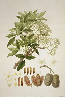 Flindersia australis, Kräuter-Esche