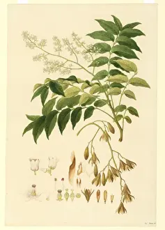 Flindersia australis, Krahnscheibe