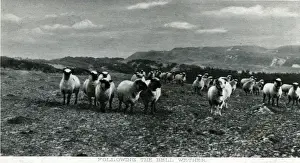 Scottish Countryside Photography Drucke: Flock of Sheep, Wether, Shetland