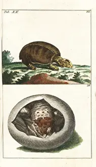 Gottlieb Tobias Wilhelm Prints Drucke: Florida softshell turtle, Apalone ferox, and young in egg