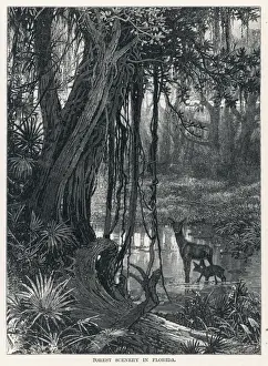 Florida Nature Photography Drucke: Florida Swamp