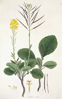 Angiosperm Illustrations Online Drucke: Flower Illustration