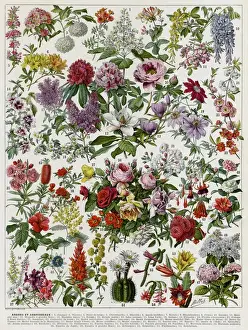Flowering Shrubs Drucke: Flowering shrubs