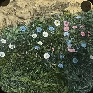 Old Lantern Slide Collection Drucke: Flowers - Convolvulus