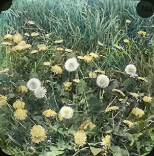 Dandelion Flowers Drucke: Flowers - Dandelion