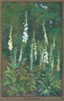 Blumen und Gärten